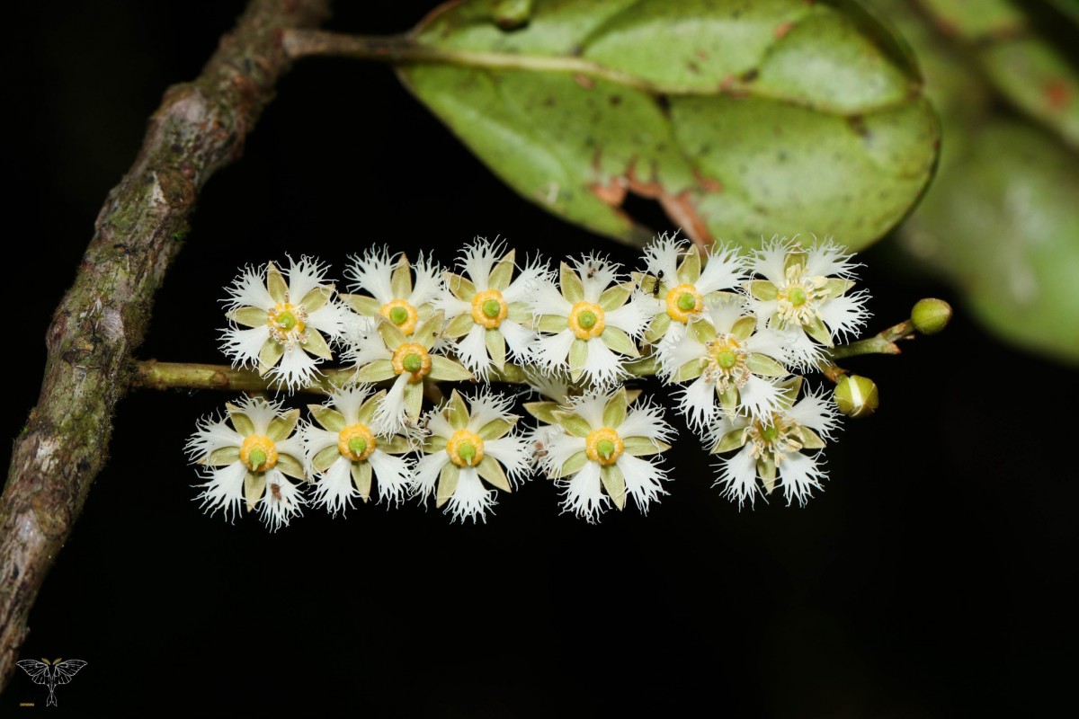Elaeocarpus mahamayensis N.Silva, Yakand. & K.Yakand.